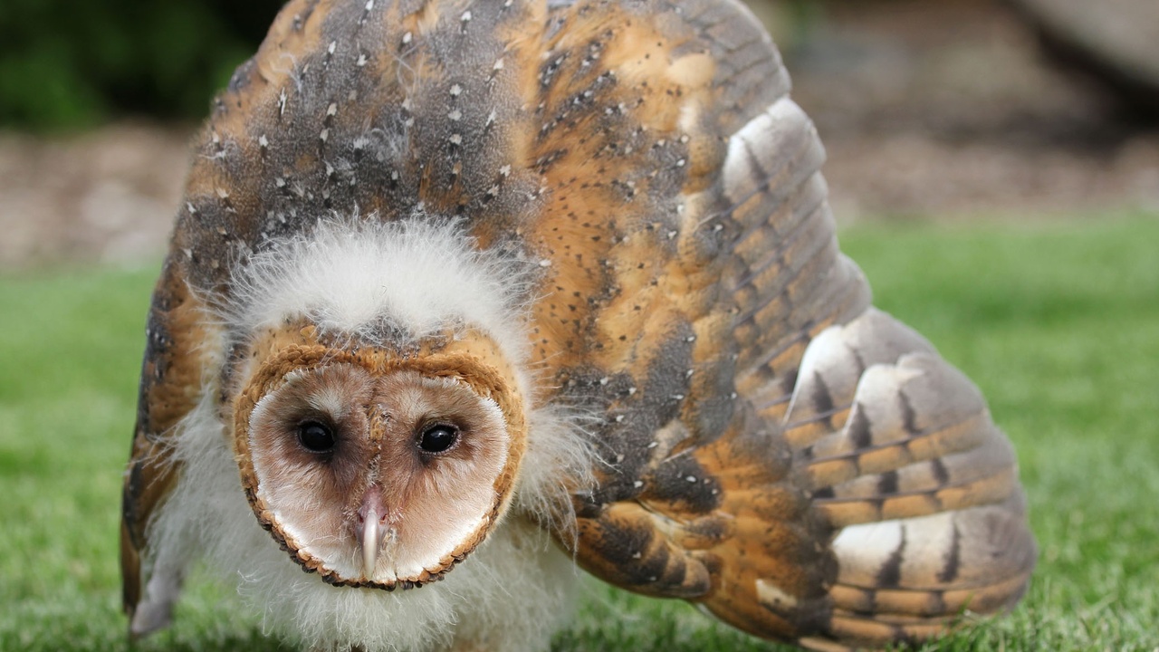Side-by-side of an owl facial disc and a hawk’s eye showing contrasting facial features and eye placement.
