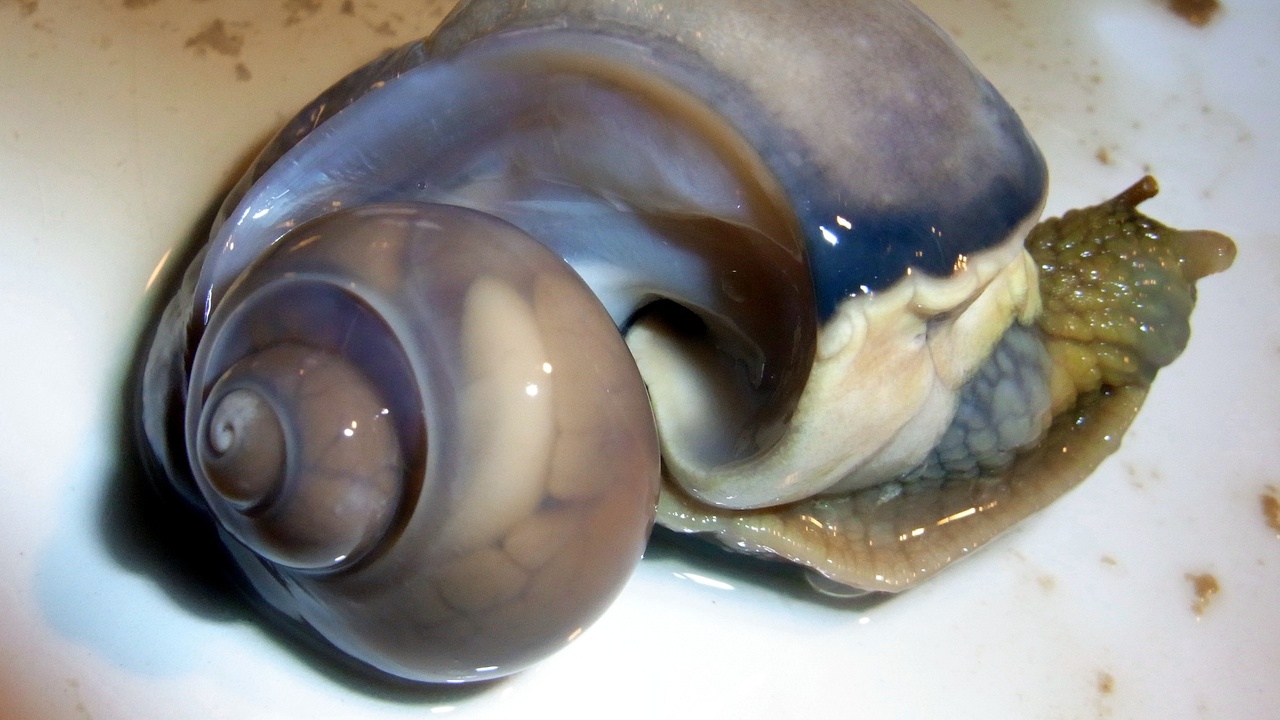 Comparison illustration showing a snail with coiled shell and a slug without an external shell