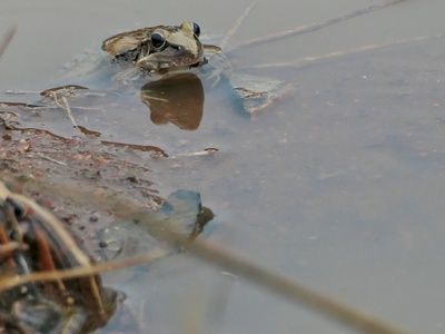 Anchieta's Ridged Frog