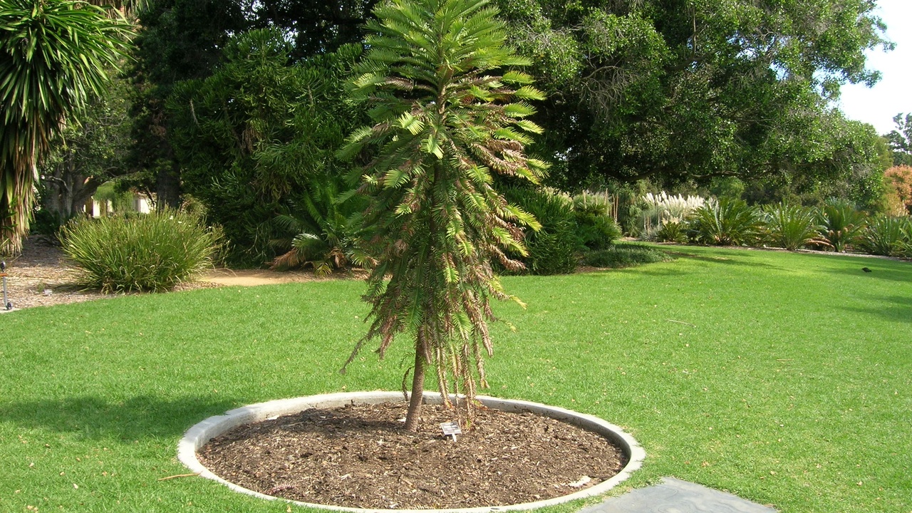 Wollemi Pine grove, rare living fossil conifer