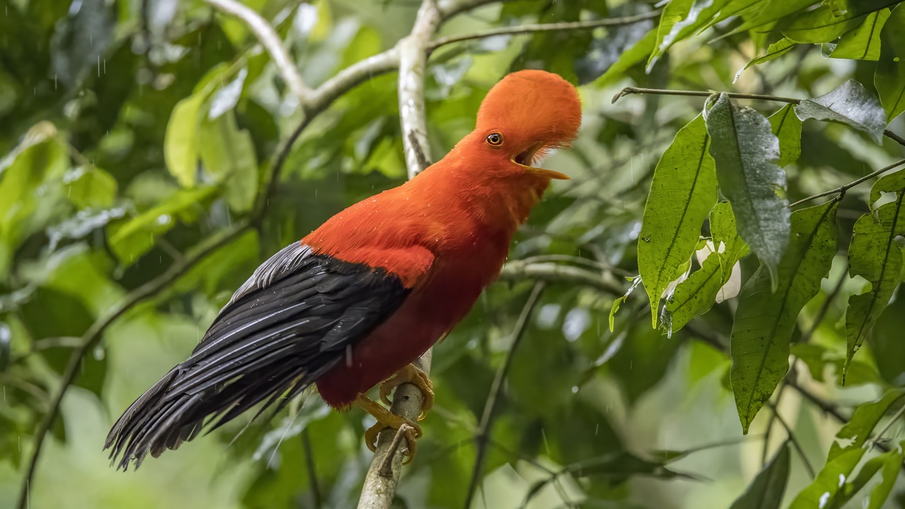 Andean condor soaring over Altiplano mountains