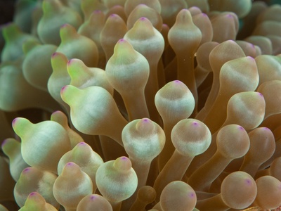 Anemone (Bubble-tip)