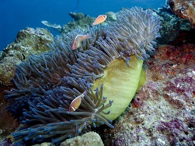 Anemone (Magnificent)