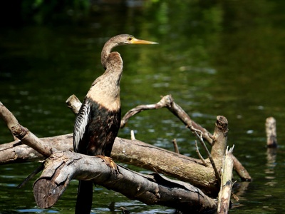 Anhinga