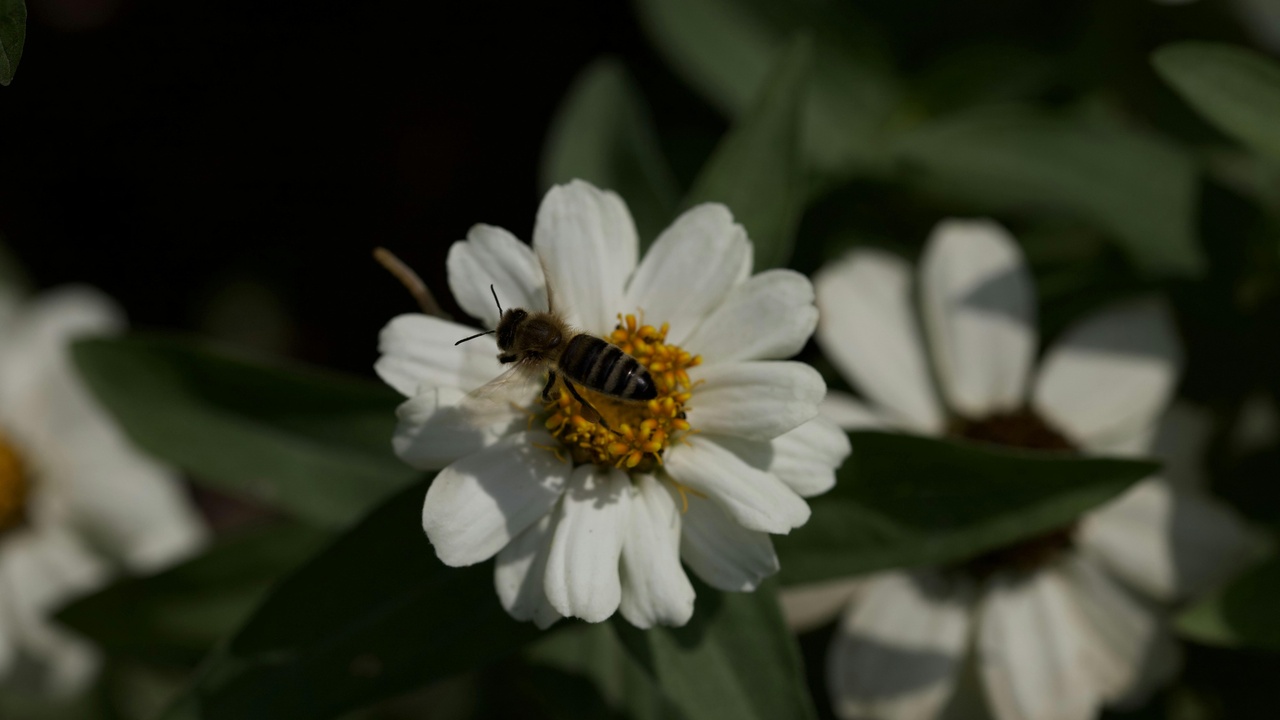 Various pollinators visiting flowers and a small bird perched on a branch