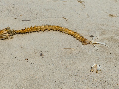 Annulated sea snake