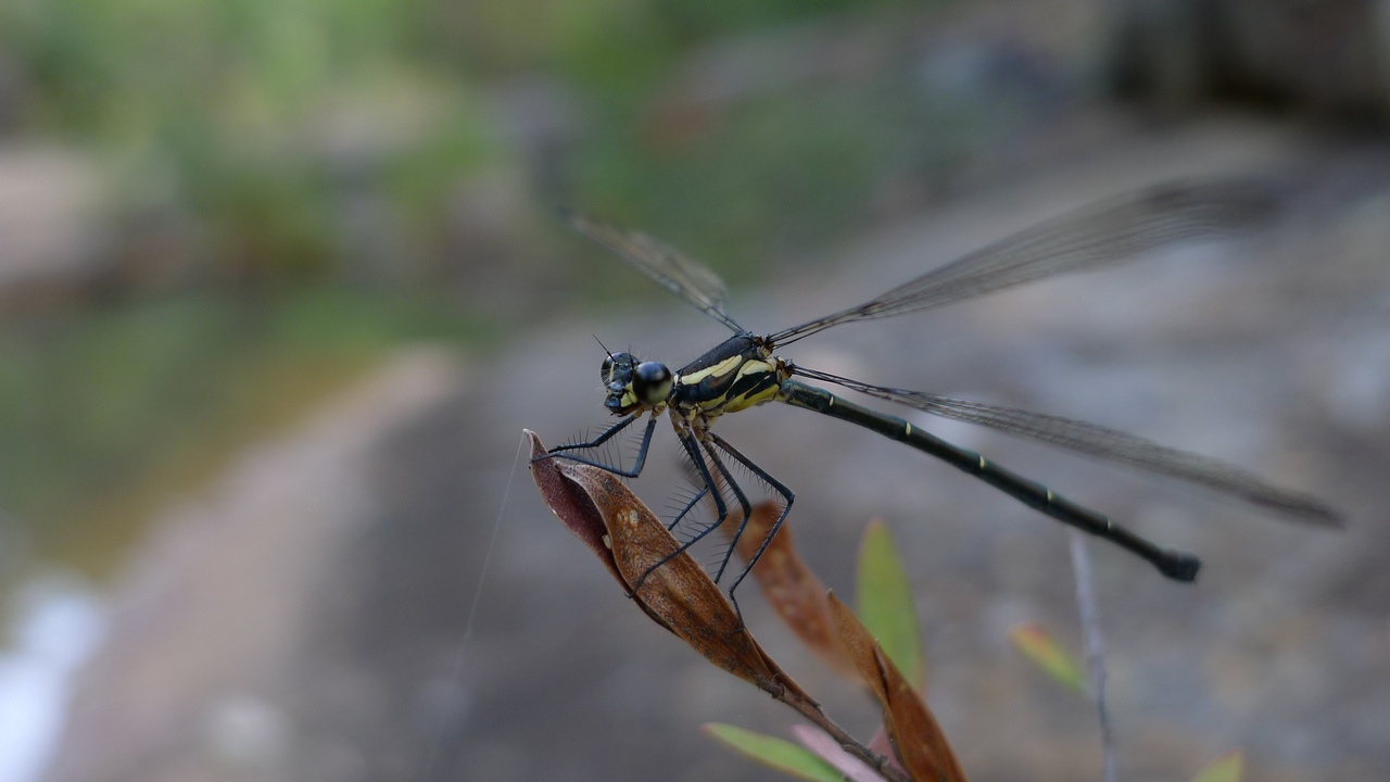 Side-by-side comparison of a dragonfly with wings open and a damselfly with wings folded along the abdomen, showing differences in body thickness and wing position.