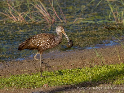 Apple snail (island apple snail)