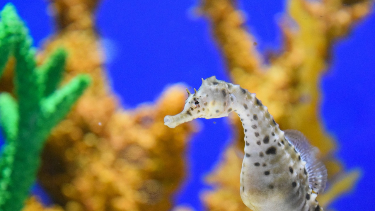Seahorse on display in a public aquarium tank