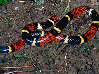 Aquatic coral snake