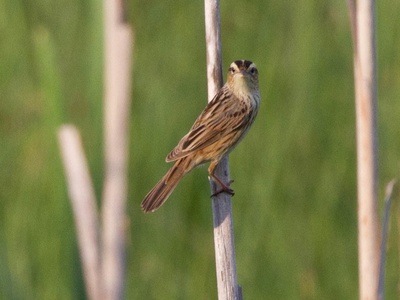 Aquatic warbler