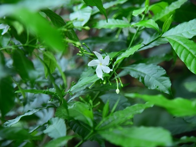 Arabian Jasmine