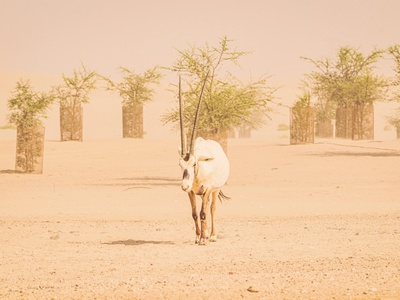 Arabian oryx