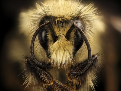 Arctic bumblebee