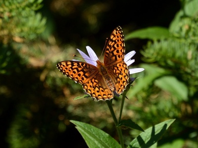 Arctic fritillary