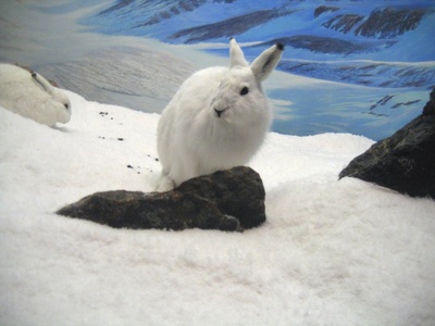 Arctic hare