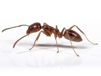 Argentine ant