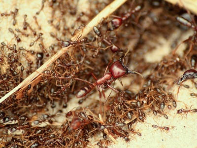 Army ant