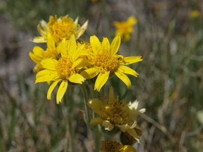 Arnica