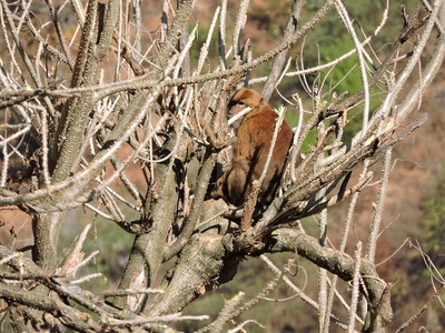 Arunachal macaque