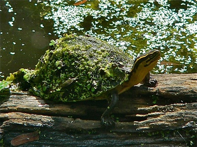 Asian box turtle
