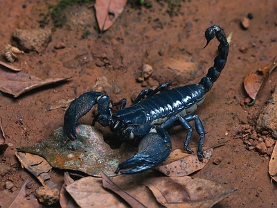 Asian forest scorpion