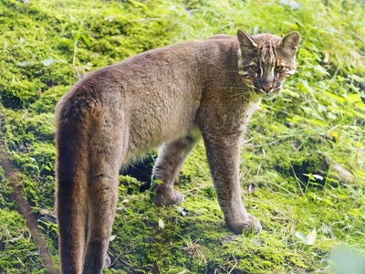 Asian golden cat
