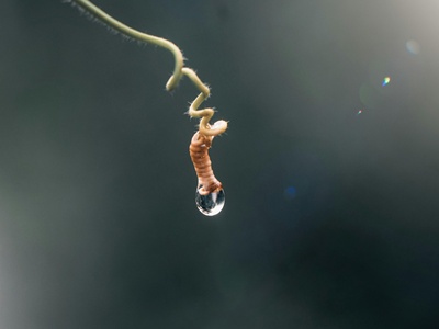 Asian jumping worm