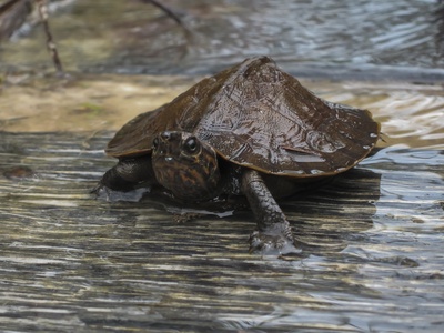 Asian leaf turtle