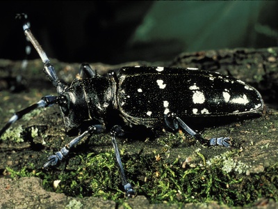 Asian longhorn beetle