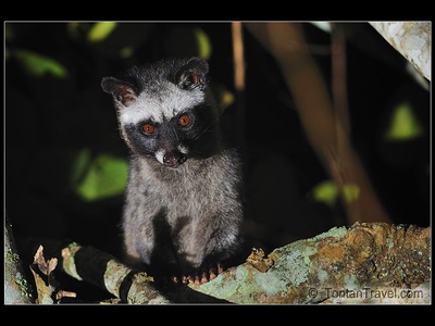 Asian palm civet