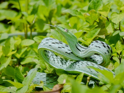 Asian vine snake