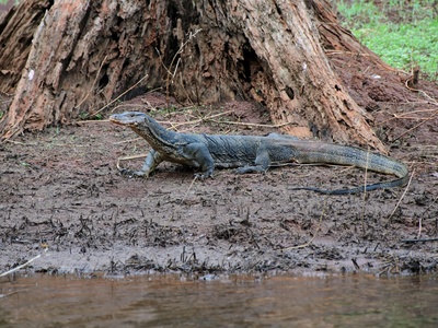 Asian water monitor