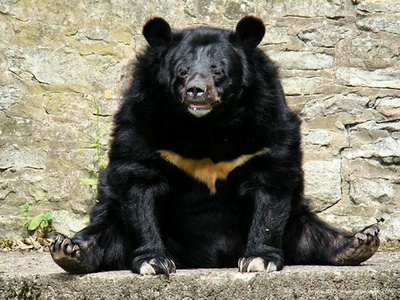 Asiatic black bear