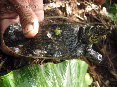 Asiatic softshell turtle