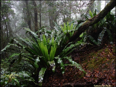 Asplenium (bird’s nest)