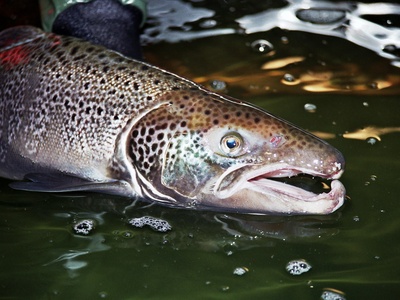 Atlantic salmon