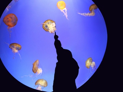 Atlantic sea nettle (jellyfish)