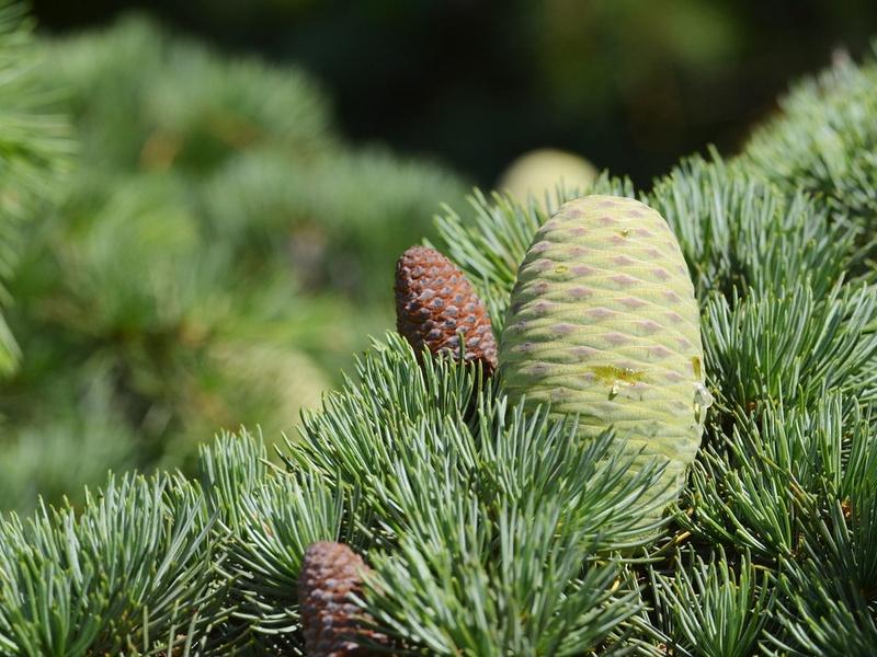 List of Blue Trees - Flora Fauna Fun