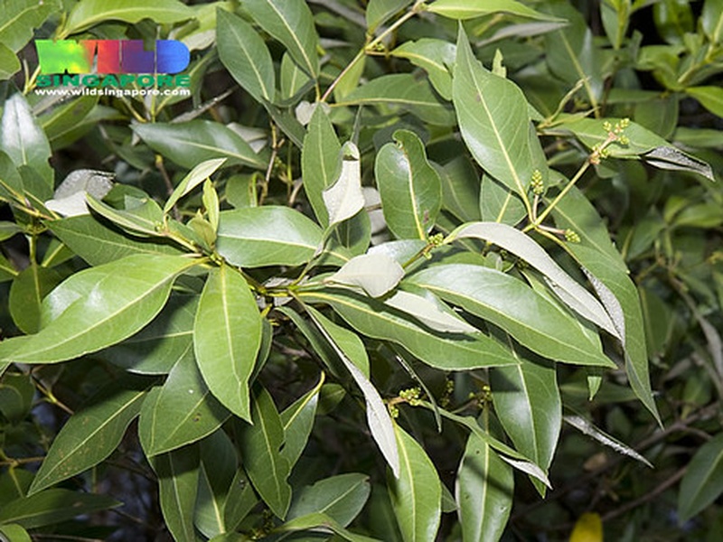 List of Swamp Trees - Flora Fauna Fun