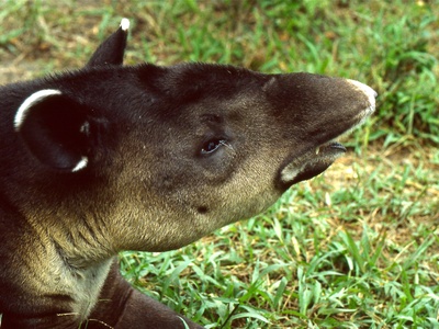 Baird's tapir