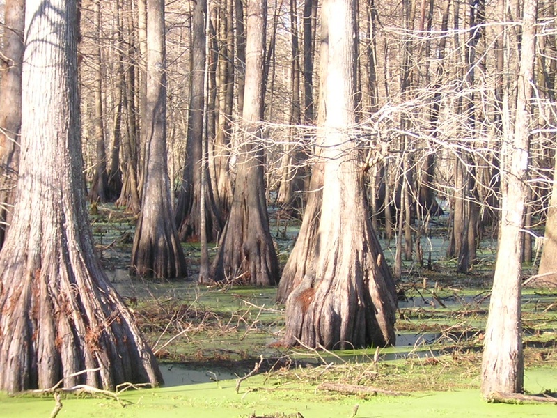 List of Swamp Trees - Flora Fauna Fun