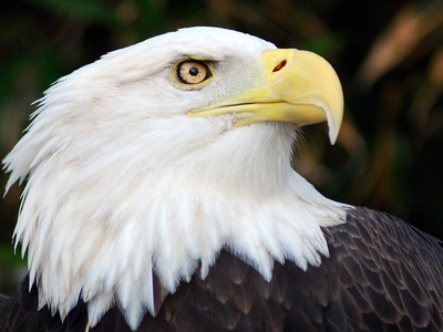 Bald eagle
