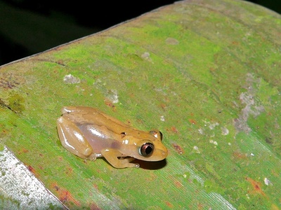 Banana frog