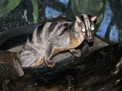 Banded civet