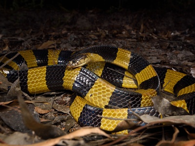 Banded krait
