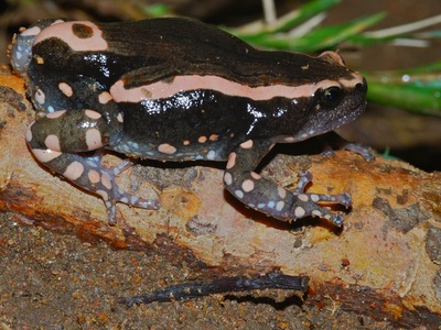 Banded Rubber Frog