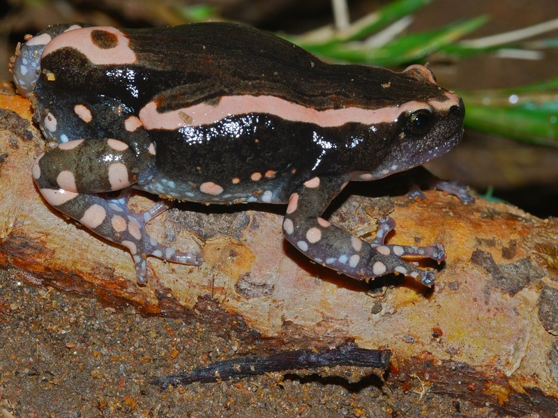 Amphibians of South Africa: The Complete List - Flora Fauna Fun