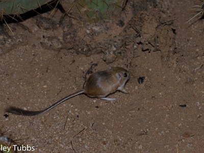 Banner-tailed kangaroo rat