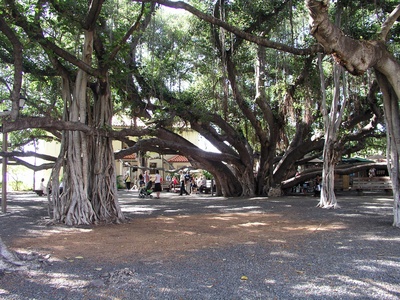 Banyan